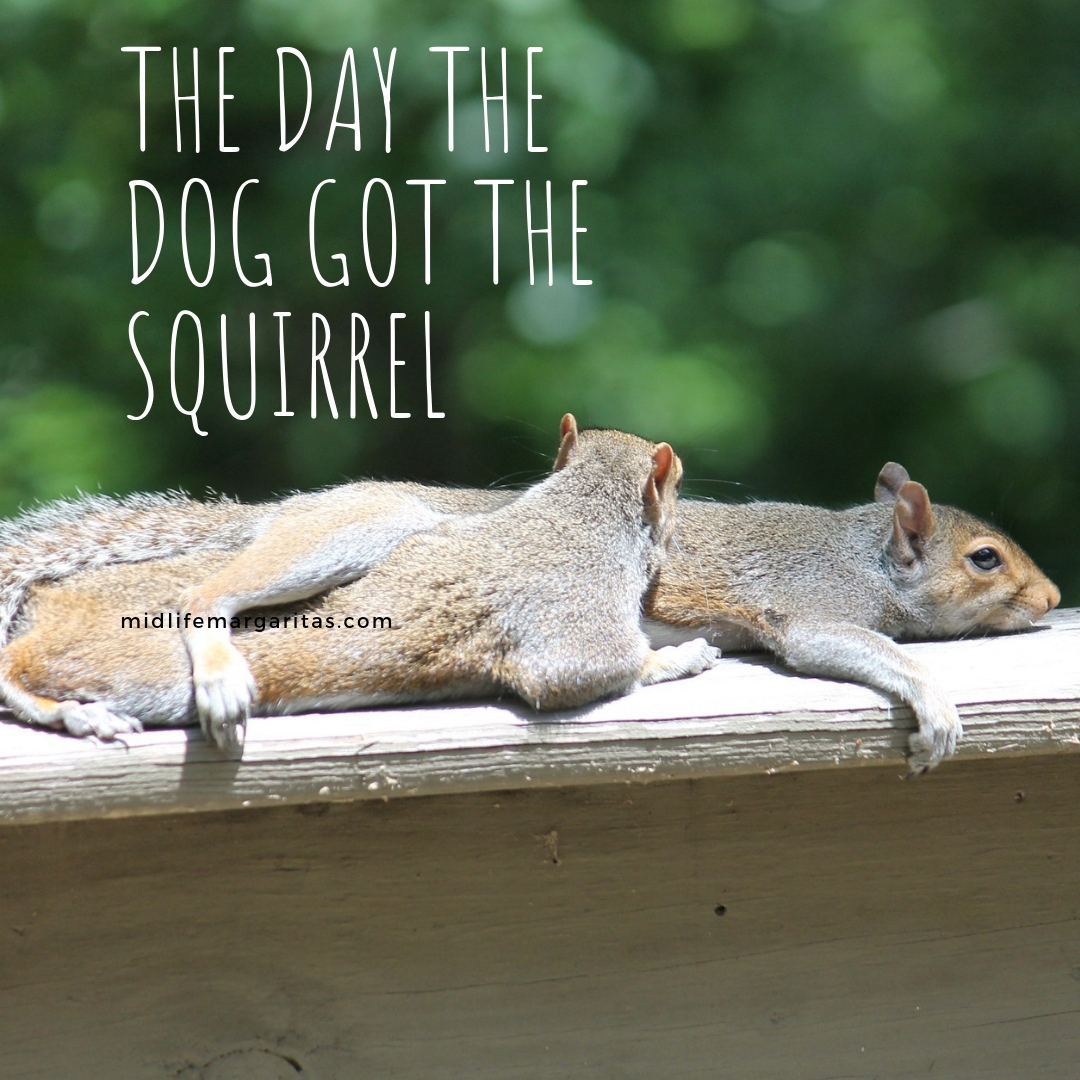 Squirrel – 0 Dog – 1
